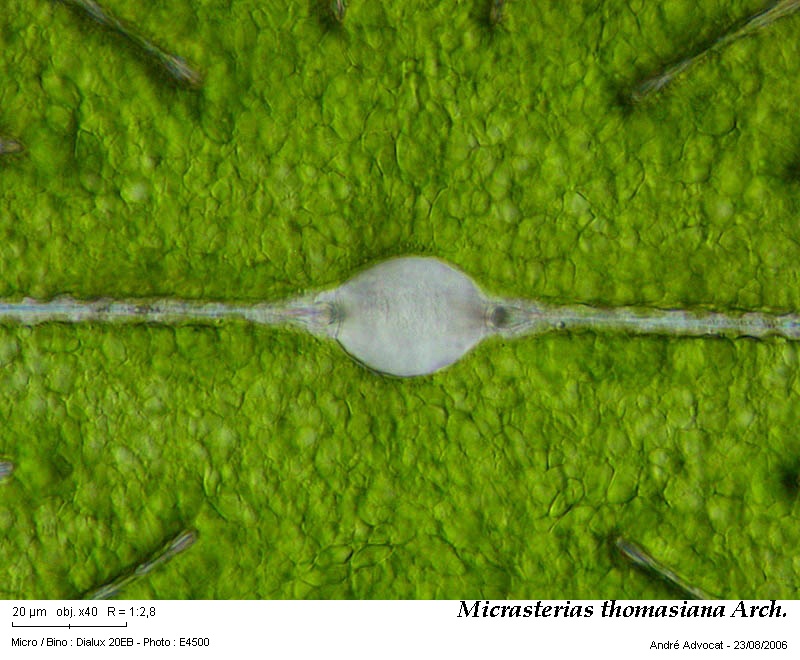 Micrasterias thomasiana Arch. var. notata (Nordst.) Grönbl. #45339