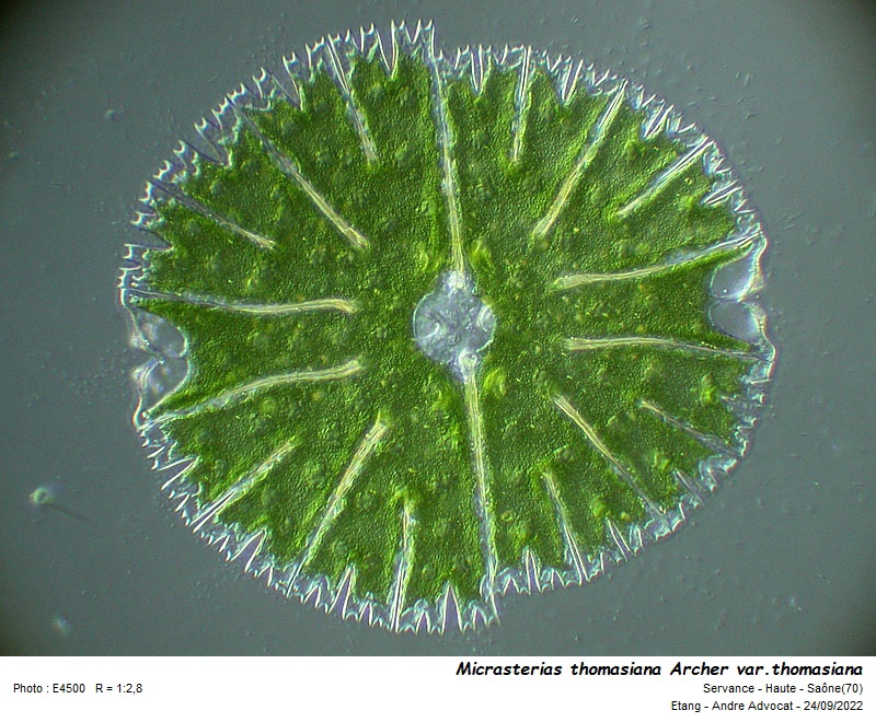 Micrasterias thomasiana Archer var. thomasiana #72113
