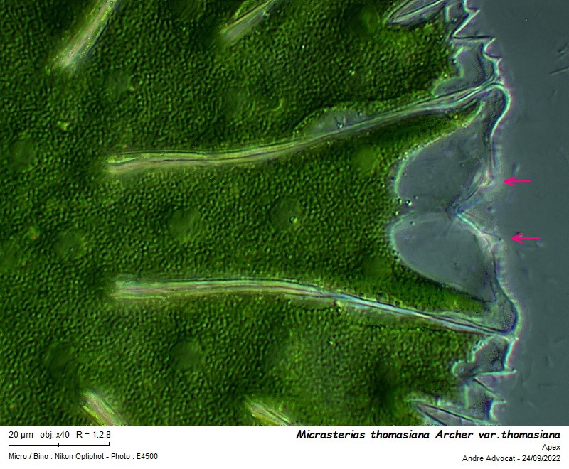 Micrasterias thomasiana Archer var. thomasiana #72116