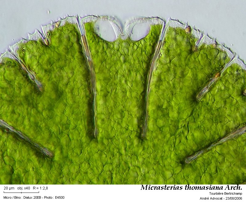 Micrasterias thomasiana Arch. var. notata (Nordst.) Grönbl. #45340