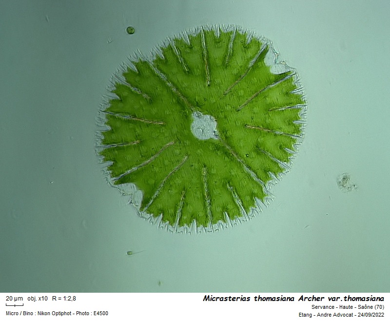 Micrasterias thomasiana Archer var. thomasiana #72112