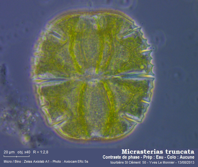 Micrasterias truncata Ralfs, 1848 #34321