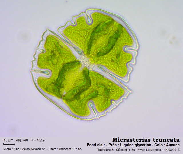 Micrasterias truncata Ralfs, 1848 #34323