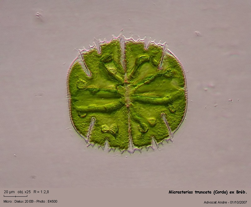 Micrasterias truncata (Corda) ex Bréb. #165