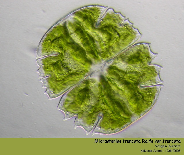 Micrasterias truncata Ralfs var. truncata #1847