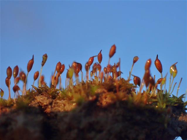 Microbryum davallianum (Sm.) R.H.Zander #65519