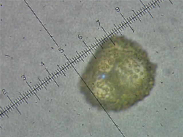 Microbryum davallianum (Sm.) R.H.Zander #65521