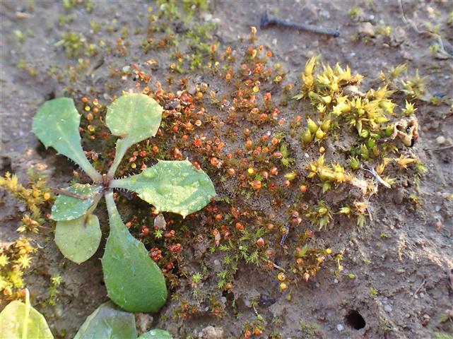 Microbryum davallianum (Sm.) R.H.Zander #65514