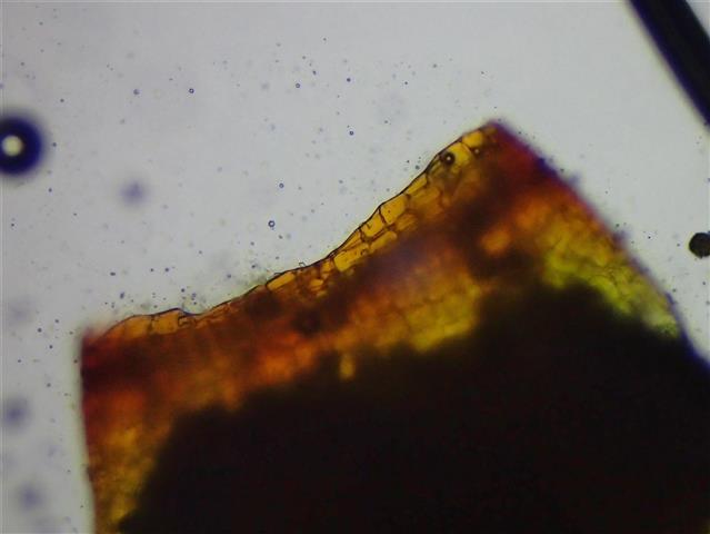 Microbryum davallianum (Sm.) R.H.Zander #65520