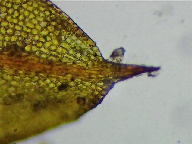 Microbryum davallianum (Sm.) R.H.Zander #65517