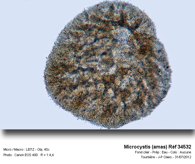 Microcystis #28904