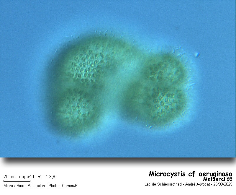 Microcystis cf.aeruginosa Kützing #83769