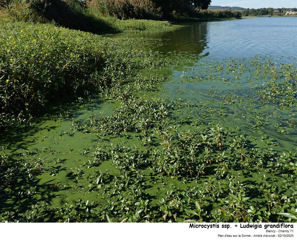 Microcystis ssp. #83838