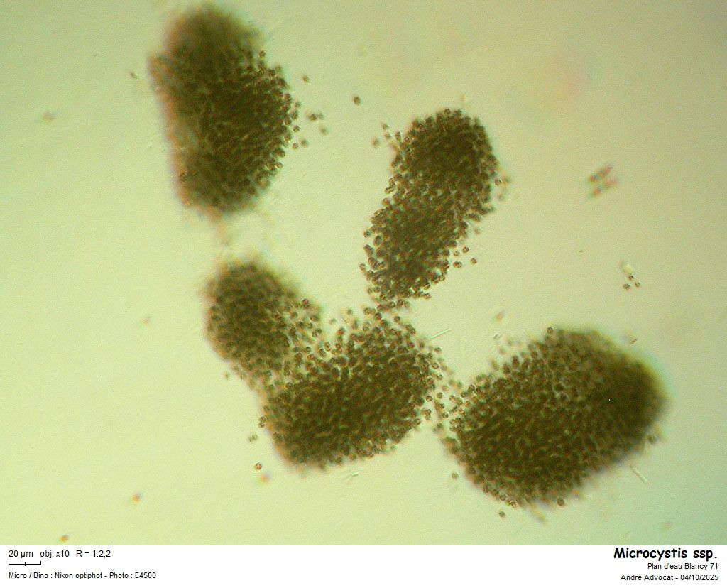 Microcystis ssp. #83840