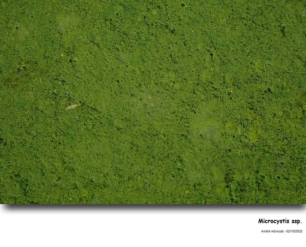 Microcystis ssp. #83839