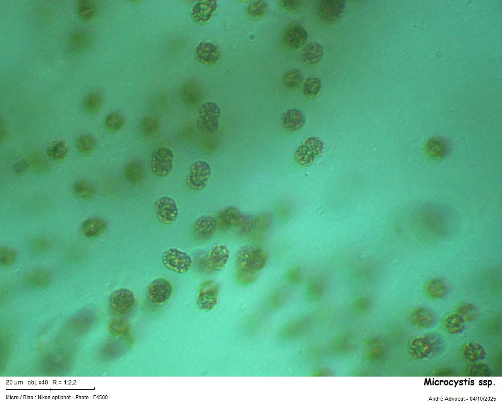 Microcystis ssp. #83841