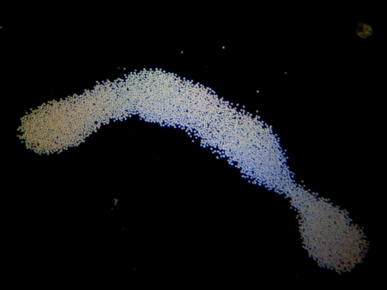 Microcystis-colonie #5479