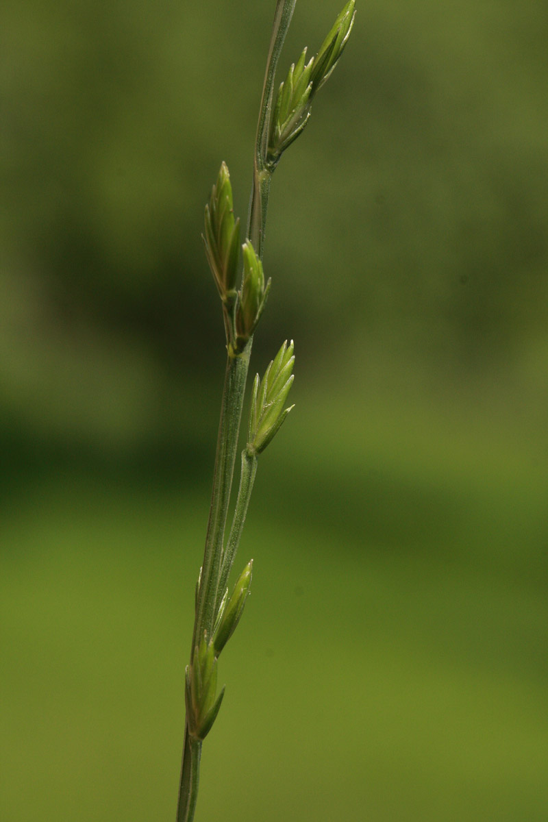 Micropyrum tenellum (L.) Link #59839