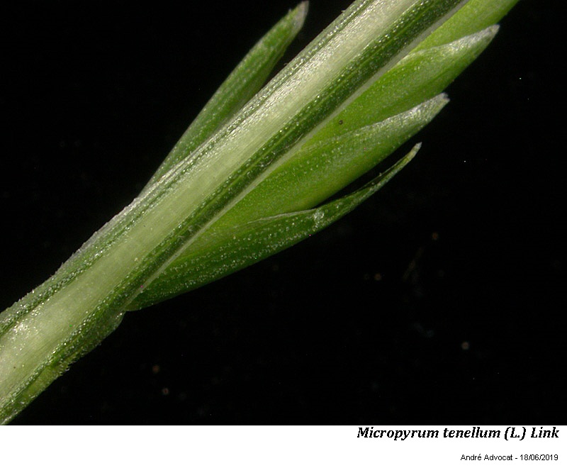 Micropyrum tenellum (L.) Link #59841