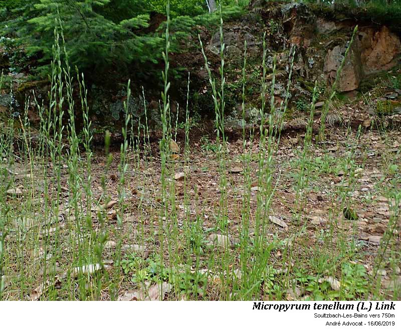 Micropyrum tenellum (L.) Link #59837