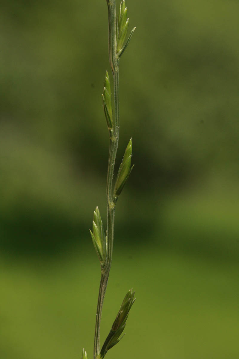 Micropyrum tenellum (L.) Link #59838