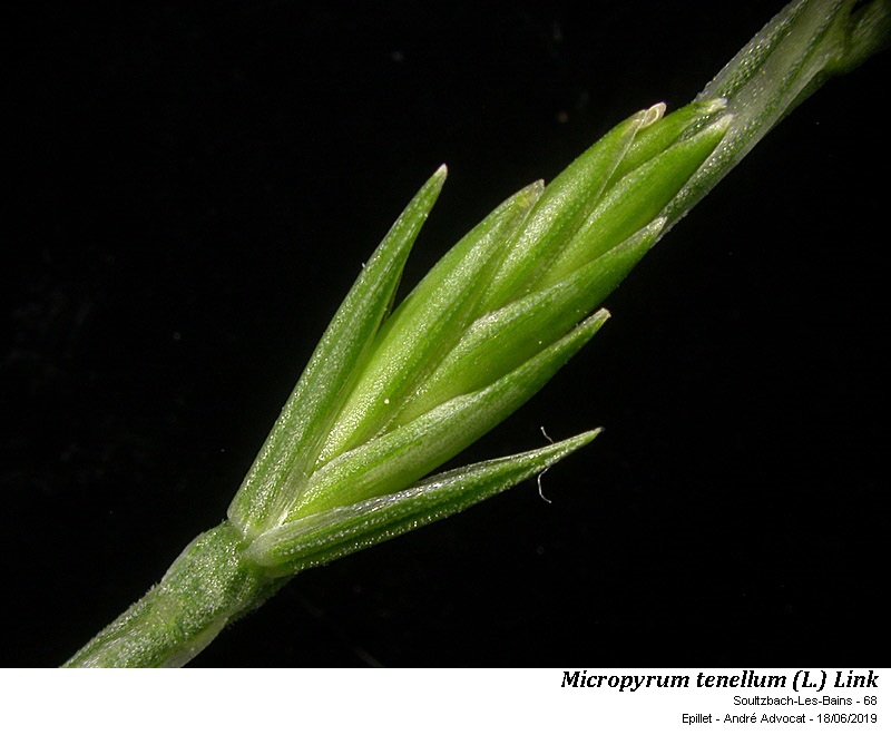 Micropyrum tenellum (L.) Link #59840