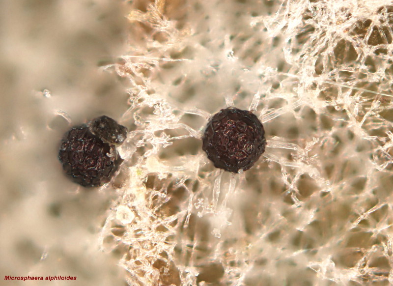 Microsphaera alphitoides #43639