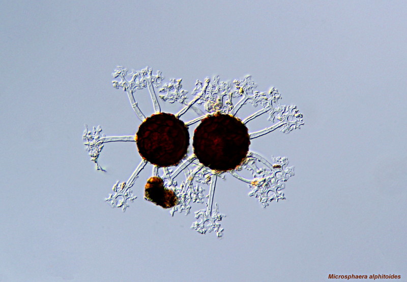 Microsphaera alphitoides #43640