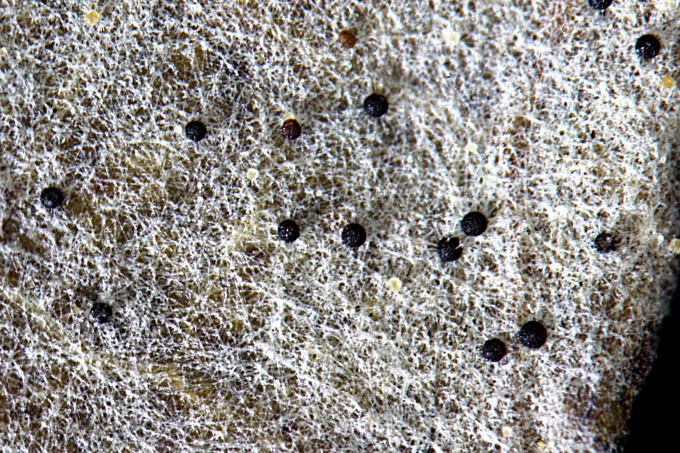 Microsphaera alphitoides #43638