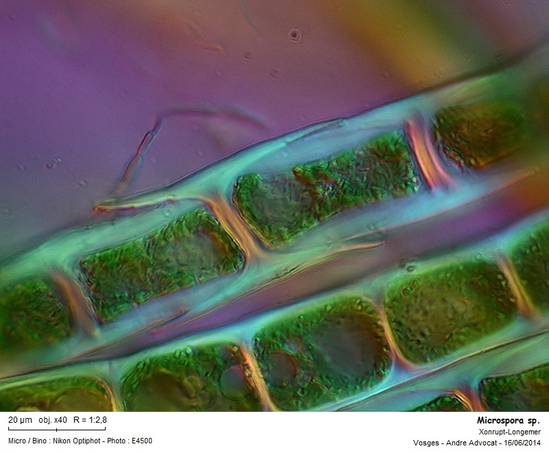 Microspora sp.Thuret #73656