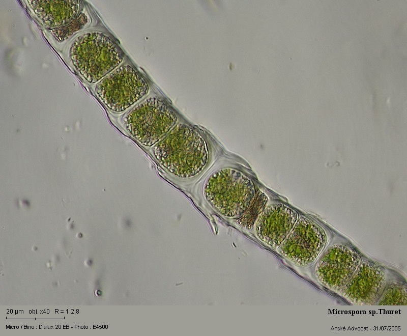 Microspora sp.Thuret #52800