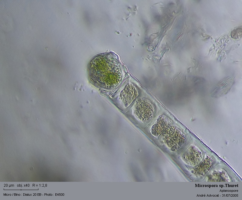Microspora sp.Thuret #52802