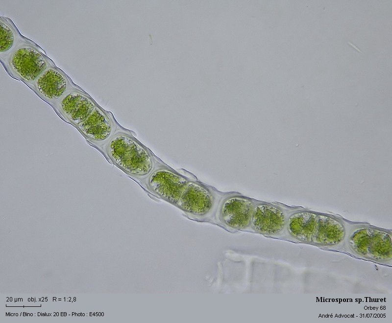 Microspora sp.Thuret #52799