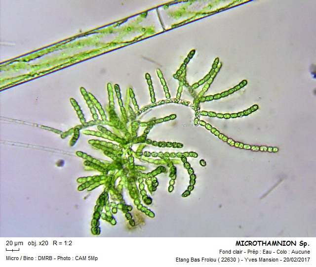 MICROTHAMNION Sp. #62714