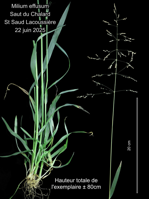 Milium effusum L. – Le Millet diffus #84736