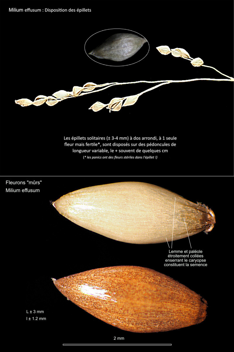 Milium effusum L. – Le Millet diffus #84739