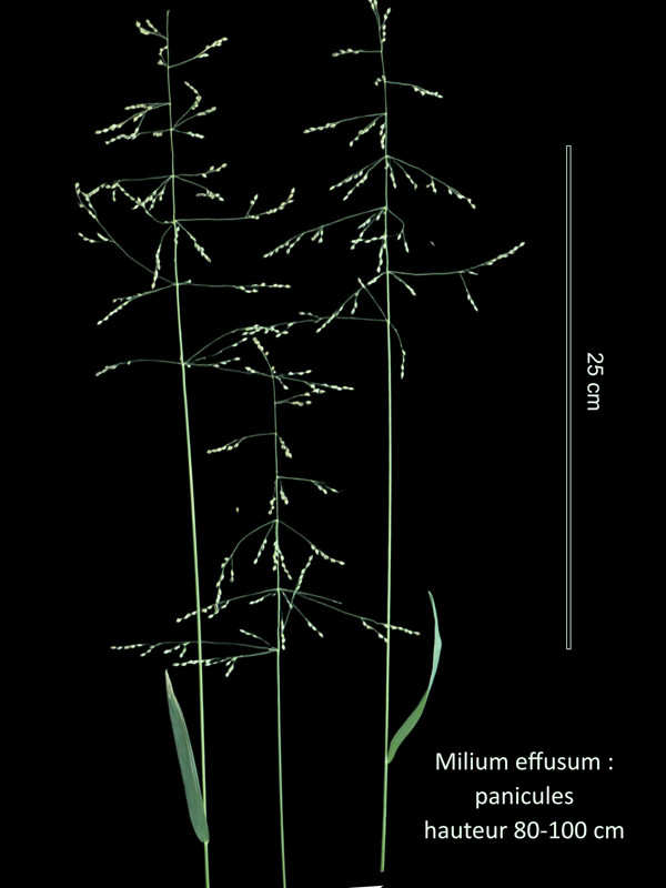 Milium effusum L. – Le Millet diffus #84737