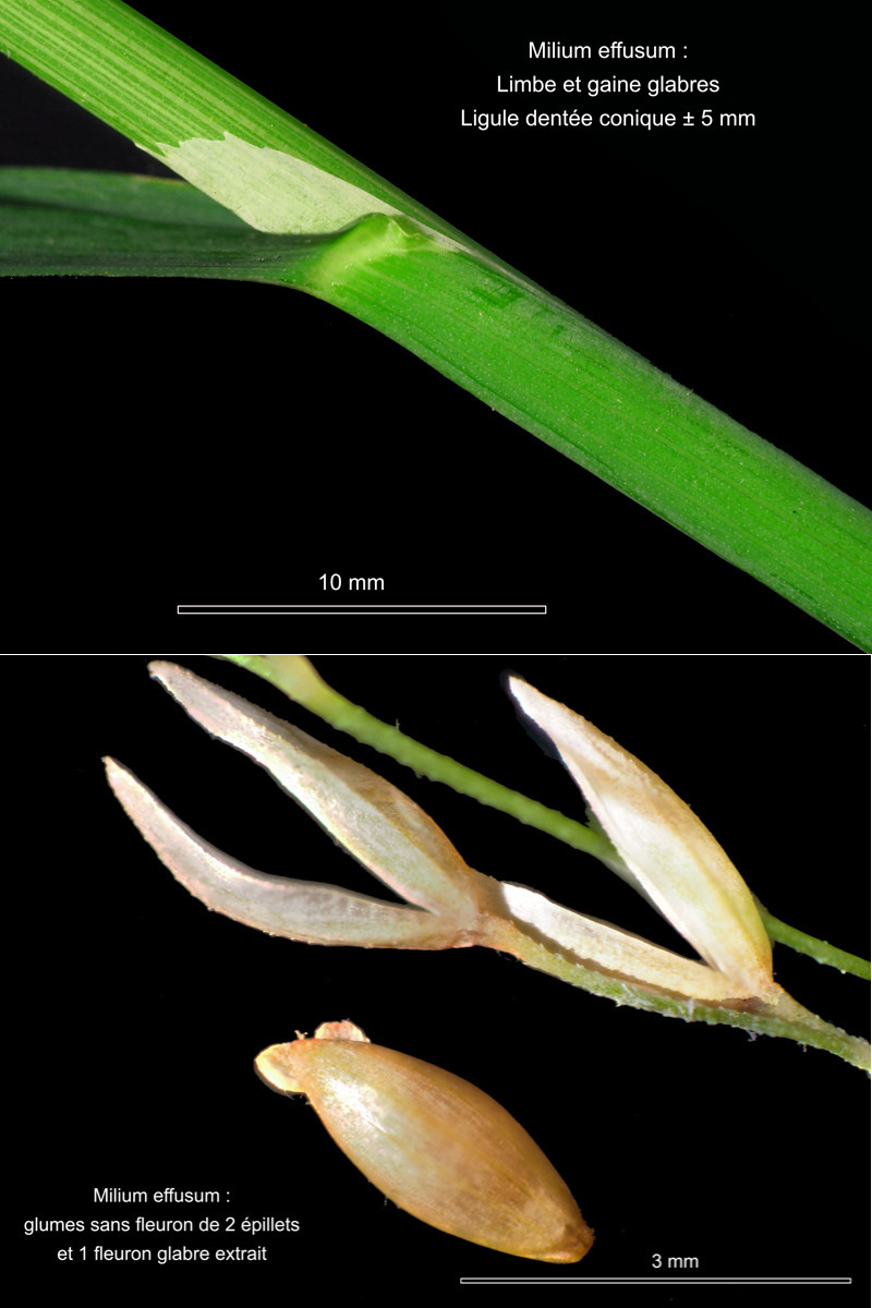 Milium effusum L. – Le Millet diffus #84738