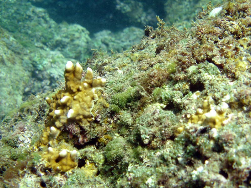 Milleporidae, "corail de feu", Hydrozoaire #41227