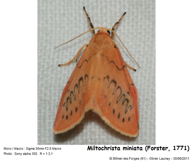 Miltochrista miniata (Forster, 1771) - La Rosette #43833