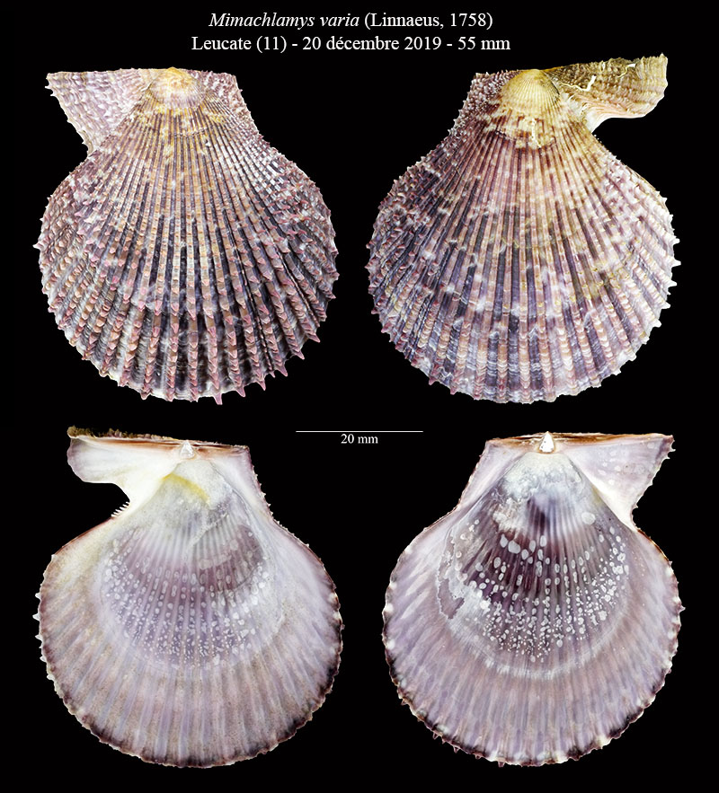 Mimachlamys varia #63328