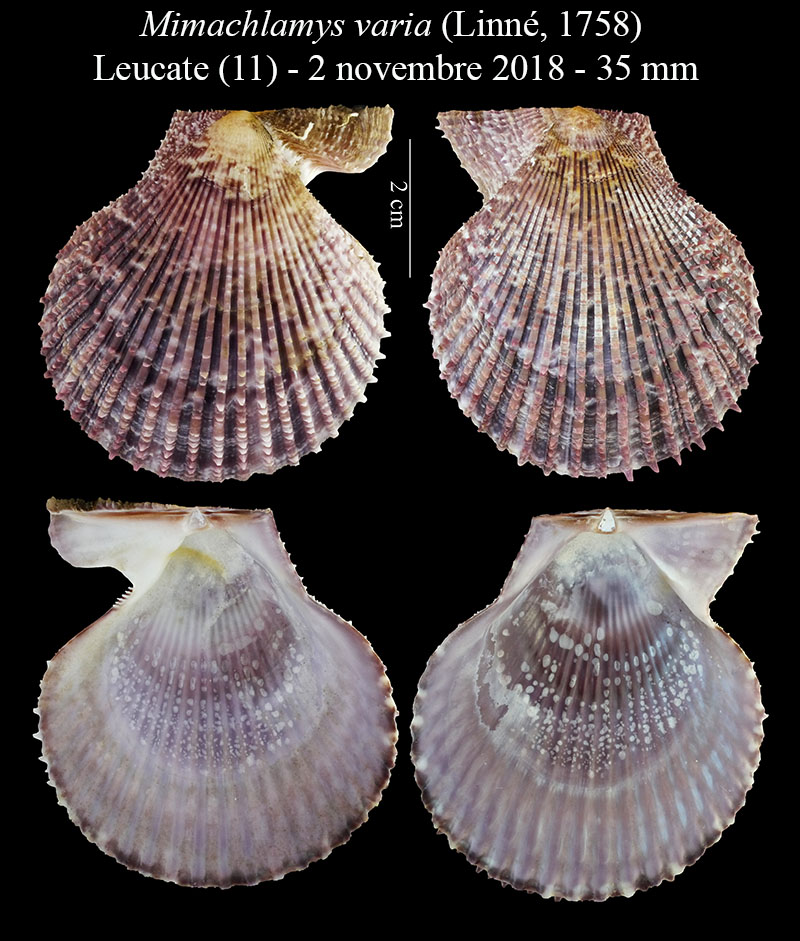 Mimachlamys varia #58420