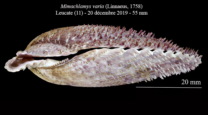 Mimachlamys varia #63330
