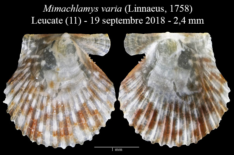 Mimachlamys varia #58342