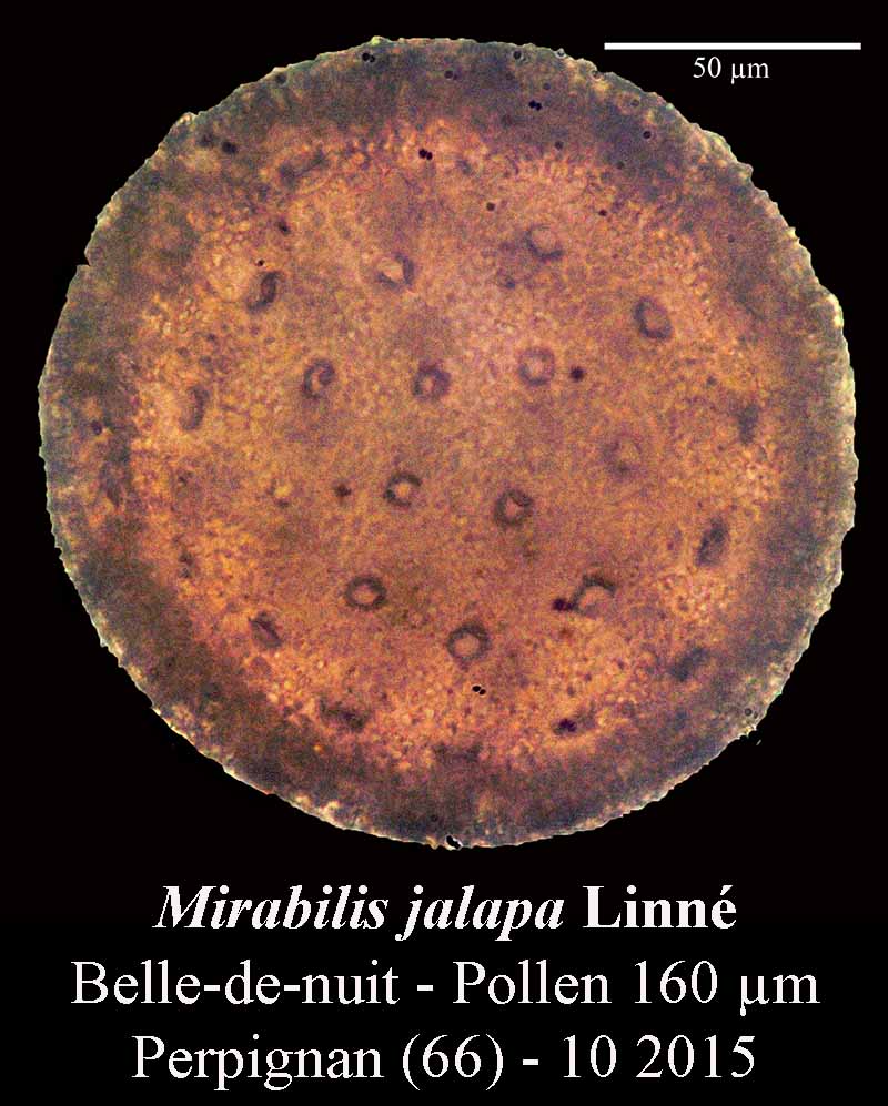 Mirabilis jalapa Linné - Belle-de-nuit #42298