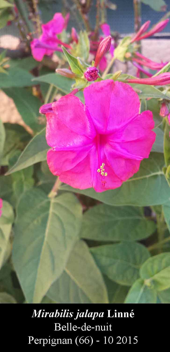 Mirabilis jalapa Linné - Belle-de-nuit #42297