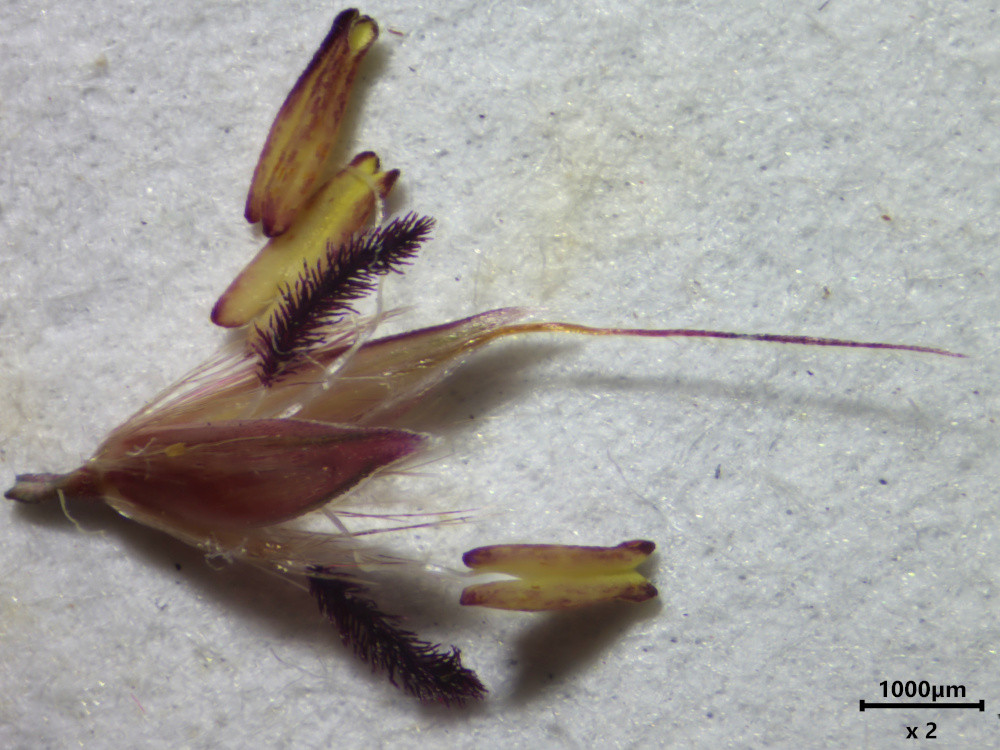 Miscanthus sinensis Andersson, 1856 #84120