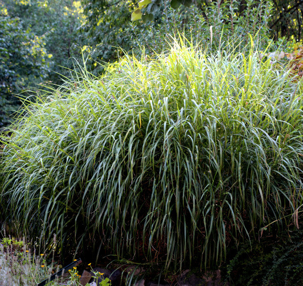 Miscanthus sinensis Andersson, 1856 #84109