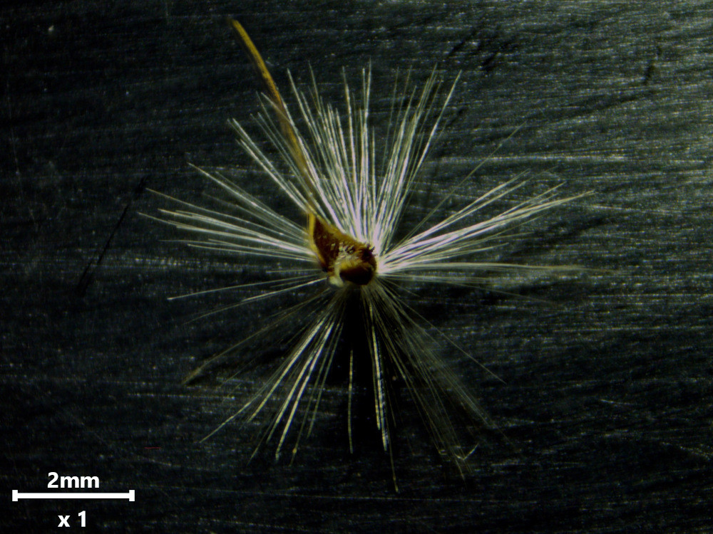 Miscanthus sinensis Andersson, 1856 #84124