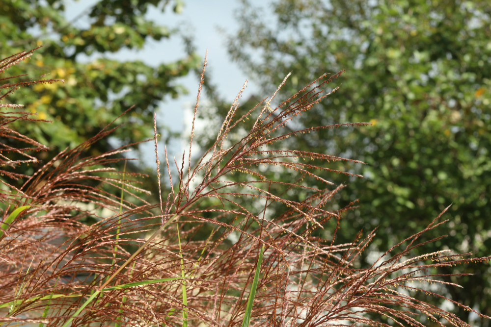 Miscanthus sinensis Andersson, 1856 #84117